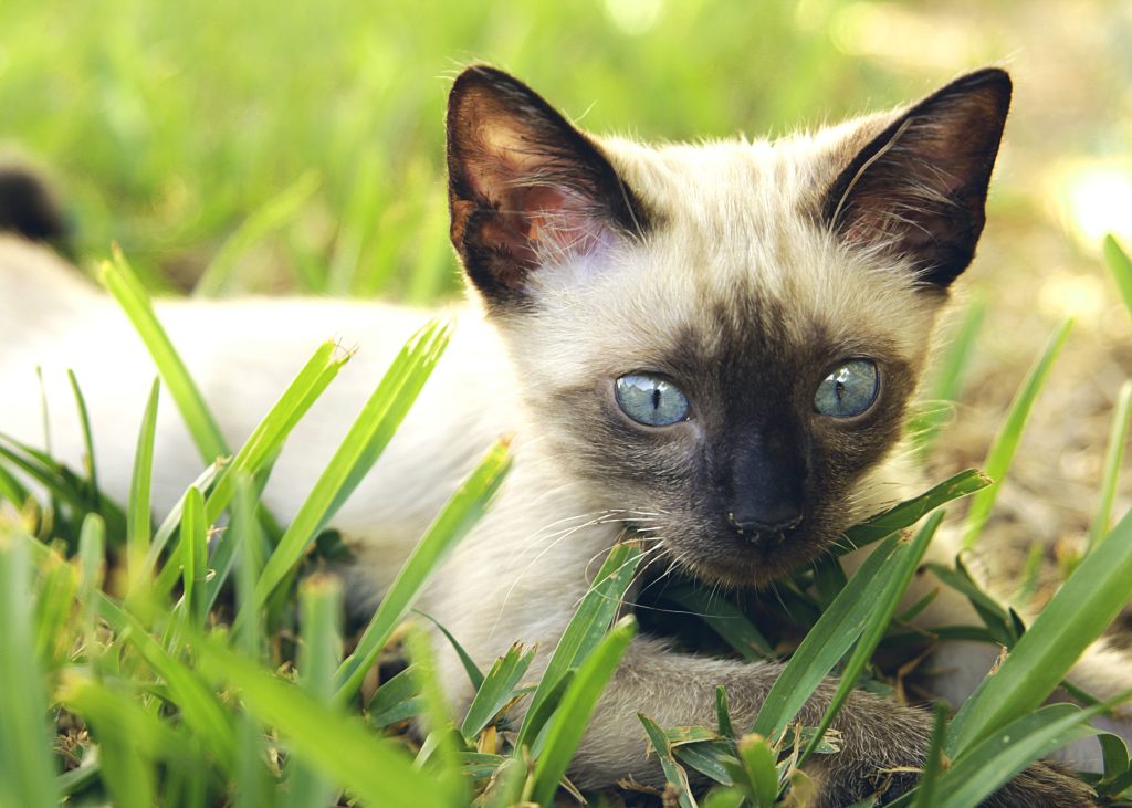 Pets & Other Species